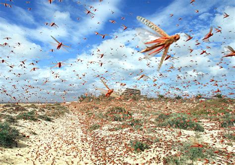 Locust Swarm | Largest Locust Swarm | DK Find Out