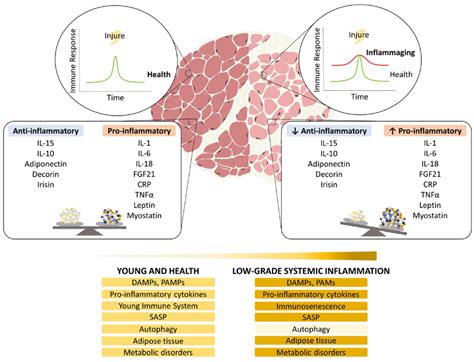 IJMS | Free Full-Text | Inflammaging: Implications in Sarcopenia