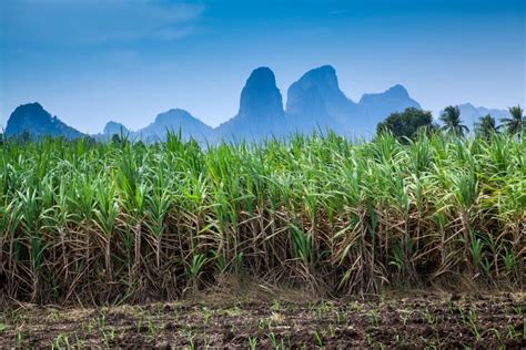 Sugar cane plantation . stock photo. Image of farming - 121413526