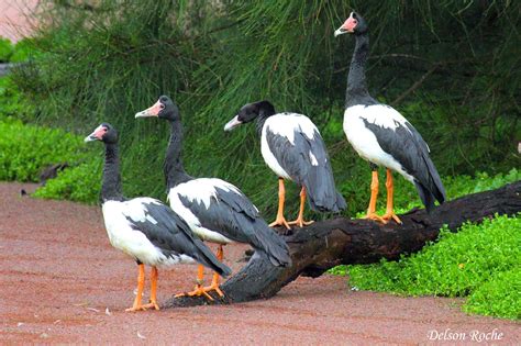 Friendly Animals: Magpie Goose