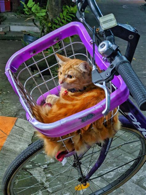 Cute Orange Cat Sit on Bicycle Basket Stock Photo - Image of orange, bicycle: 261800564