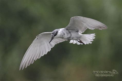 John's Hong Kong Birding: A passage of Whiskered Terns