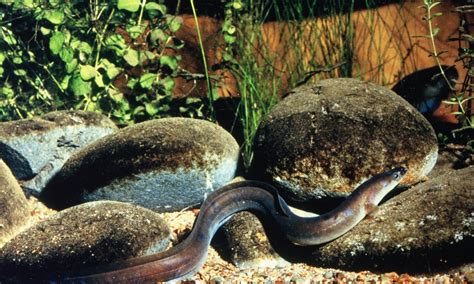 Amazing Facts About Longfin Eels | Forest and Bird