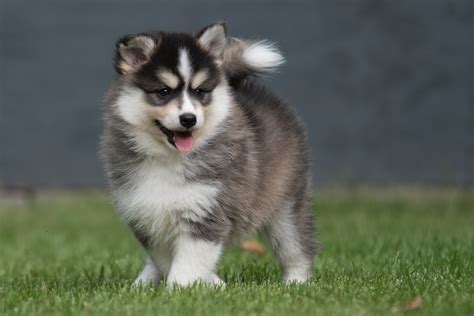 Pomsky - All You Need To Know About the Pomeranian Husky Mix - By PawsandFurs.com | Online Free ...