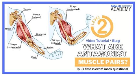 What Are Antagonist Muscle Pairs?