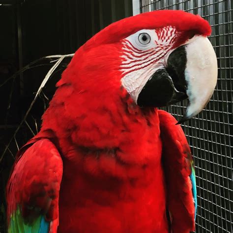 Cute Scarlet Macaws For Sale | Terry's Parrot Farm