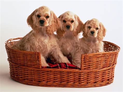 Cocker Spaniel Puppies - Puppies Wallpaper (9726097) - Fanpop