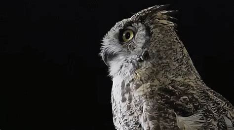 Owl GIF - Owl - Discover & Share GIFs