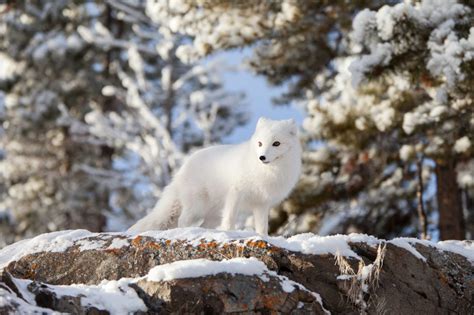 Arctic Fox - Yukon Wildlife Preserve