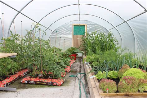 Poly tunnel Summer 2013 | Garden greenhouse, Greenhouse gardening, Plants