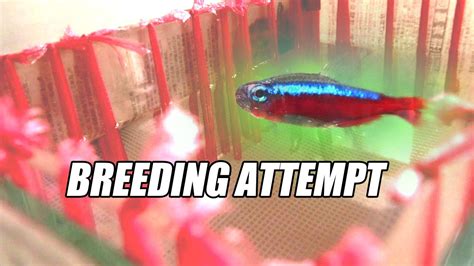 Cardinal Tetra Breeding Attempt - YouTube