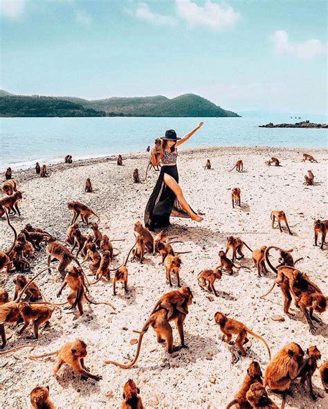 Monkey Island Thailand | Viaggio in thailandia, Viaggi