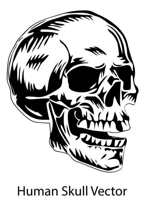 Human skull and crossbones vector 13800708 Vector Art at Vecteezy