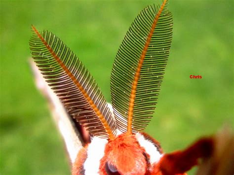 Plants Amaze Me: Cecropia Moth