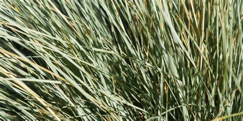 Blue Oat Grass (Helictotrichon Sempervirens): Growth and Care Guide