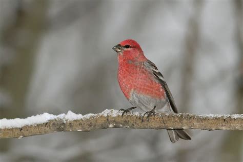 Pine Grosbeak | Celebrate Urban Birds