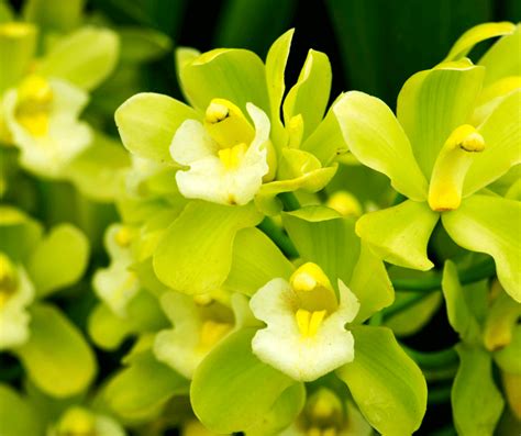 Green Orchid Flower Meaning Symbolism: Explained