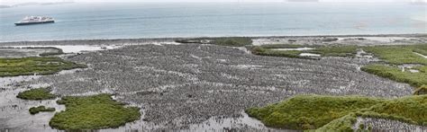 Panorama view of the king penguin colony... — GEOPHOTOSCAPES