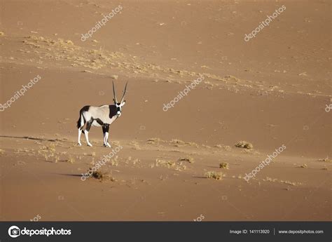 Wild oryx antelope Stock Photo by ©2630ben 141113920