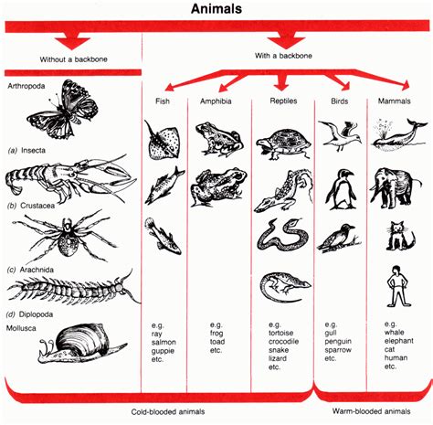 MariaPC: ANIMAL CLASSIFICATION