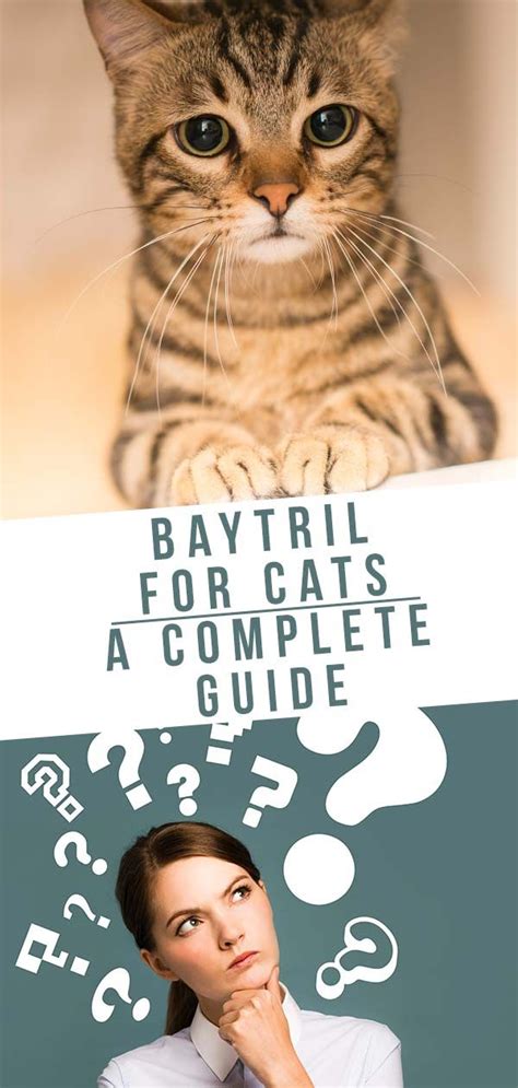 Baytril for Cats - Dosage, Uses and Side Effects