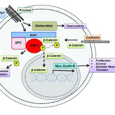 | Glycogen synthase kinase 3 modulates the function of key signaling... | Download Scientific ...