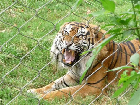 Oklahoma City Zoo - Sumatran Tiger | ZooChat