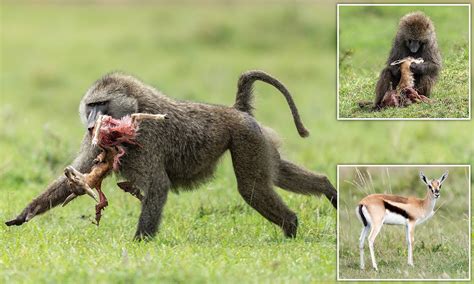 Baboon Attack Human