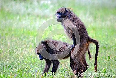 Mating Baboons Royalty Free Stock Images - Image: 7878119