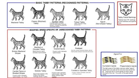 Tabby Cats and Their Patterns - PetsWeekly.com