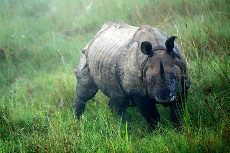 Wildlife - Nepal