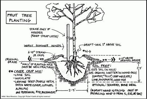 How to plant a fruit tree diagram by Robert Kourik | Fruit trees, Trees to plant, Fruit planting ...