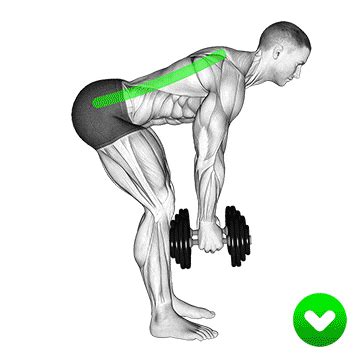 How To Do Bent Over Dumbbell Row | Muscles Worked And Benefits