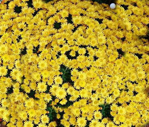 Yellow mums Photograph by Nilu Mishra - Pixels