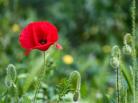 Oriental Poppy Plants - Learn How To Care For Oriental Poppies