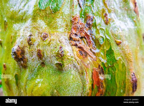 Wet sycamore tree trunk camo patterns Stock Photo - Alamy