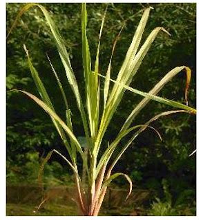 Trees and Herbs (with medicinal value): Tanglad | Lemon Grass