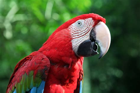 Signs of Hormonal Behavior in Parrots