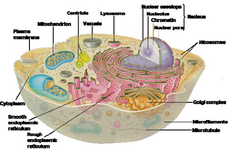 Cell Biology – Cells, Tissues, Organs & Systems | Human cell structure, Cell diagram, Cell structure