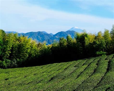 Organic tea farm visit in Shizuoka, Japan | OutdoorTrip