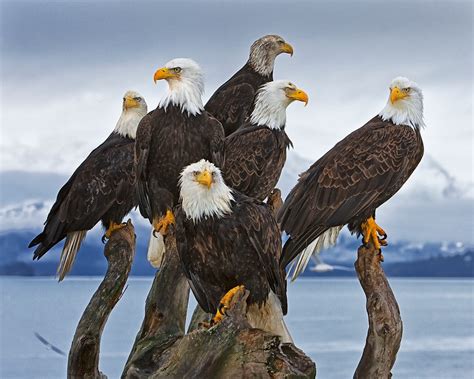 Eagle Gallery - kenconger