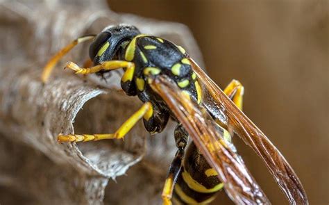 Blog - Aiken Homeowner’s Guide To Paper Wasp Prevention