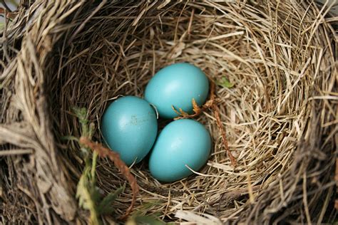 Photo Gallery of Wild Bird Nests and Eggs