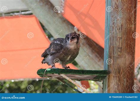 Verreauxs eagle-owl stock image. Image of bubo, flying - 75609289