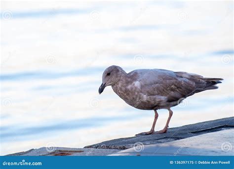 Single brown seagull stock image. Image of nature, concept - 136397175