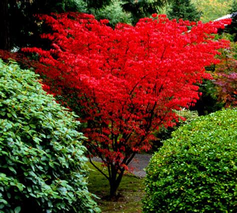 Acer palmatum ' Shindeshojo ' Spring Red Japanese Maple - Kigi Nursery