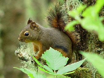 Andean squirrel - Wikipedia