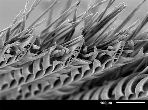 Extreme closeup of sandgrouse [IMAGE] | EurekAlert! Science News Releases