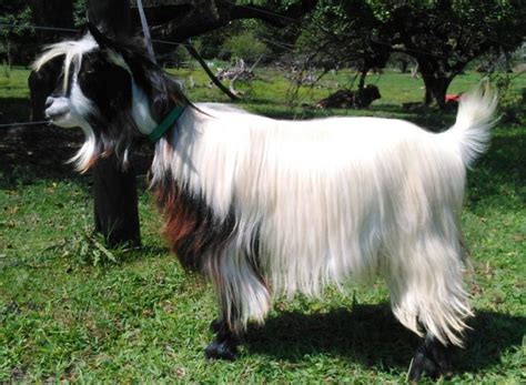 15 Best Goat Breeds for Pets - PetHelpful