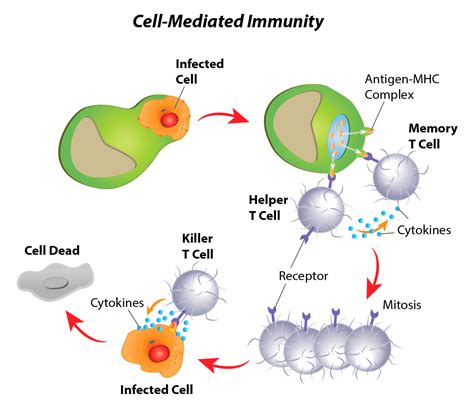 Immunology & Inflammation Antibodies | EpigenTek